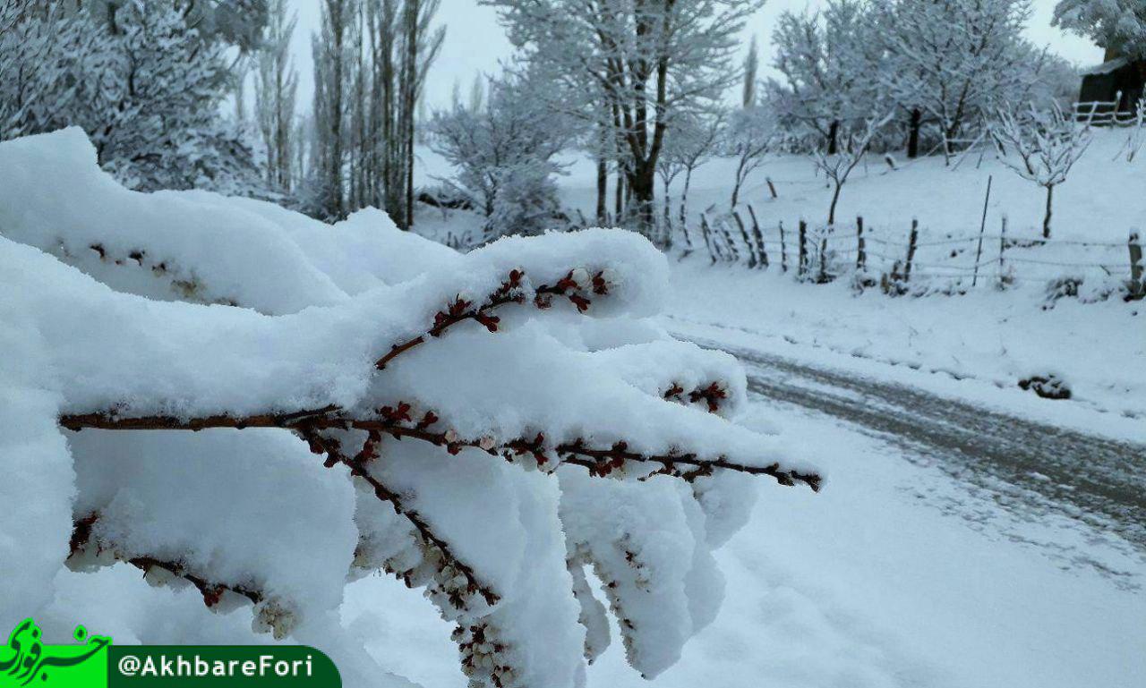 نامهربانی برف با شکوفه‌های بهاری + عکس