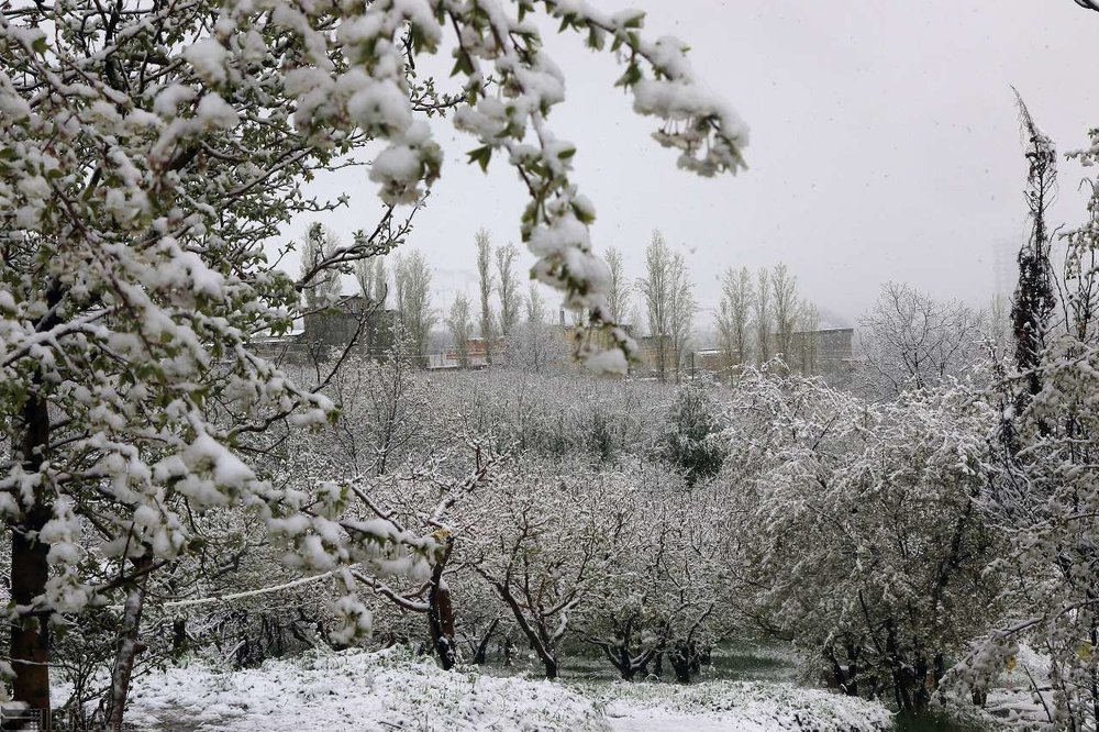 بازگشت زمستان به ارومیه با بارش برف +عکس