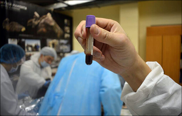کشف خون مایع در بدن کره اسب ۴۰ هزارساله +عکس