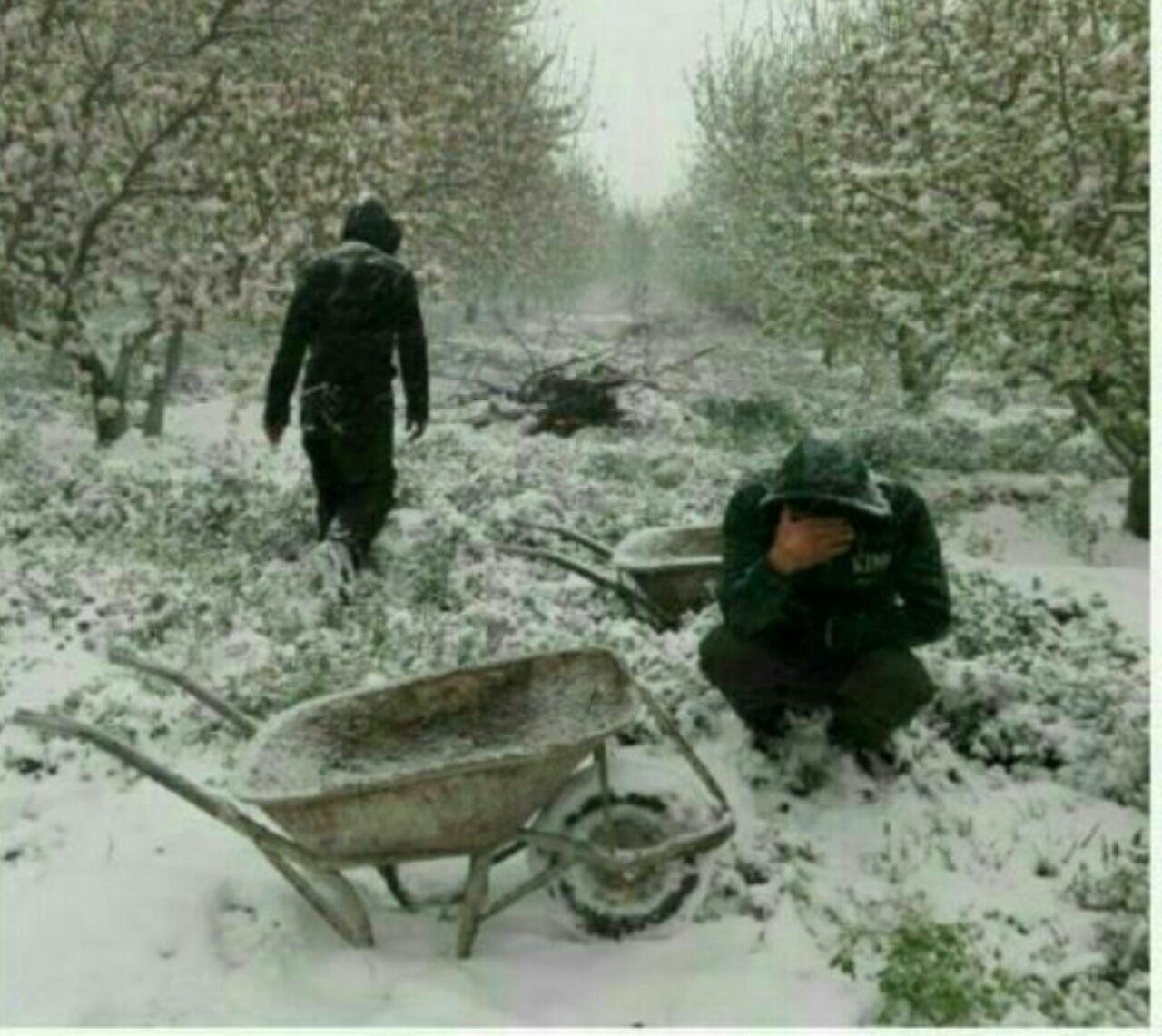 صحنه ی غم انگیزی از گریه ی باغدار آذربایجانی و بهاری که برایش زمستانِ تلخی شد+ عکس