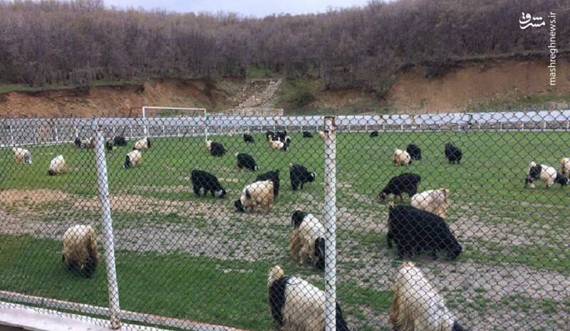 چریدن گوسفندها در زمین فوتبال سردشت! +عکس
