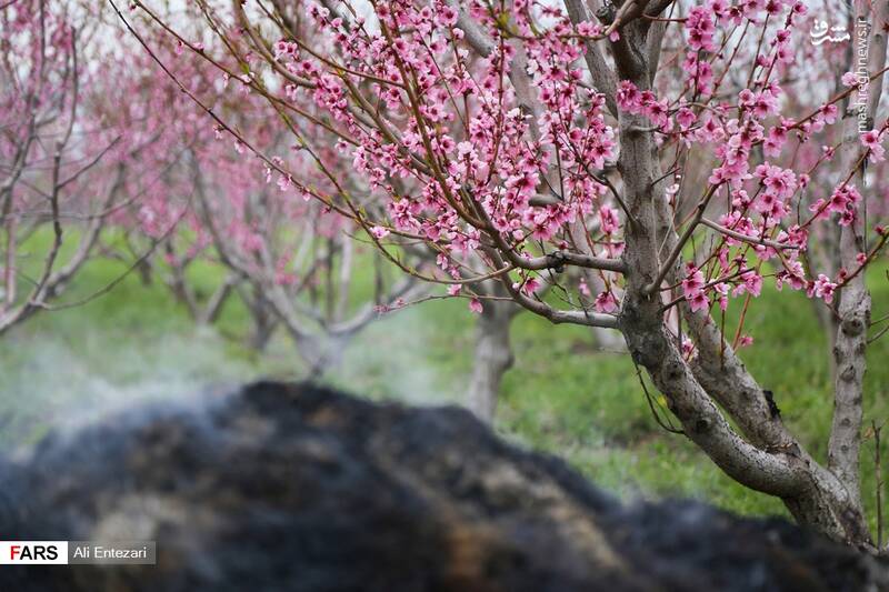 مقابله با سرمازدگی درختان به روش کشاورزان ارومیه‌ای +عکس