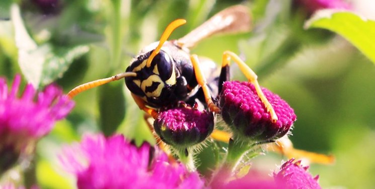 زنبورهای بی عسل قدرت استدلال دارند