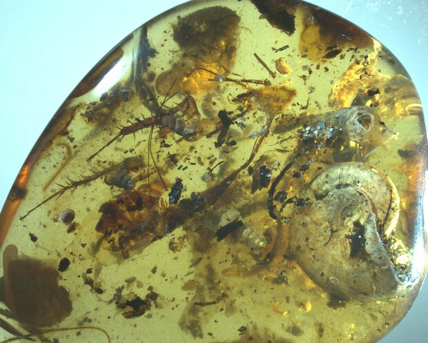 کهربای ۹۹ میلیون ساله حاوی موجود دریایی کشف شد