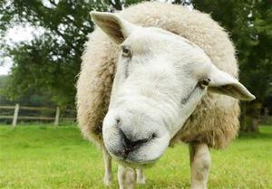 قاچاق گوسفند زنده این بار با اتوبوس +عکس