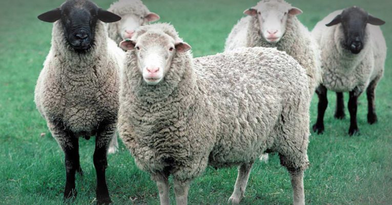 این گوسفندا به آرزوشون رسیدن! +عکس
