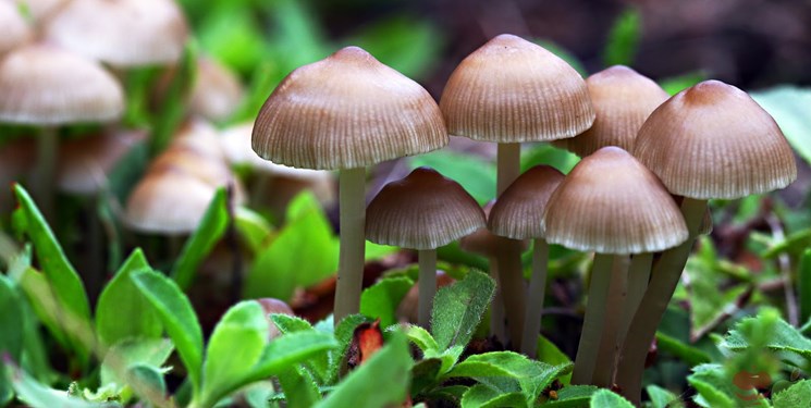 قارچ‌ها تا پنج سال آینده جایگزین قرص‌های ضد افسردگی می‌شوند