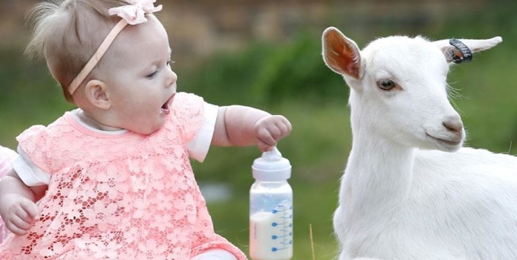 شیر «بز» از عفونت گوارشی نوزادان جلوگیری می‌کند