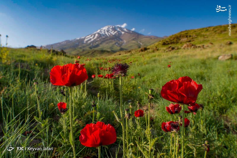  نمایی زیبا از دماوند + عکس