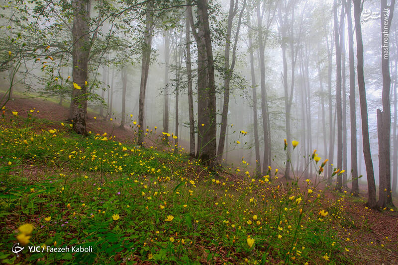 سفری جذاب به یک جنگل رویایی در ایران +عکس