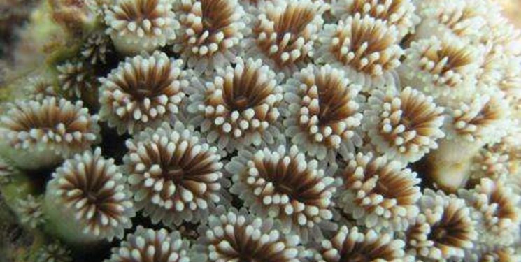 گرمای اقیانوس عامل مرگ یک سوم صخره‌های مرجانی گوام 