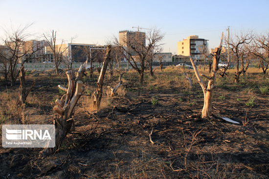 خشکاندن باغ‌های ارومیه با هدف تغییر کاربری +عکس