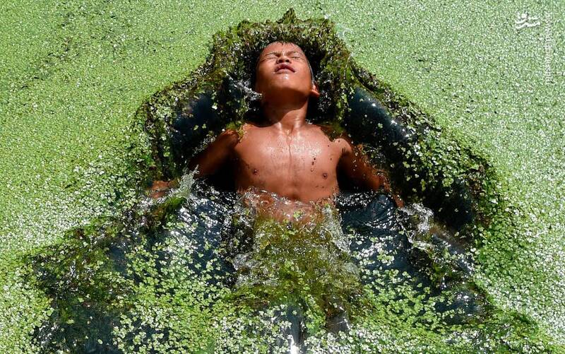 شنا در استخر پوشیده شده از جلبک +عکس