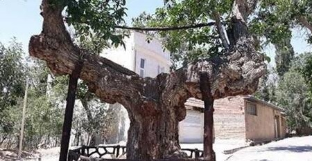  درخت گردوی ۱۳۰۰ ساله شهمیرزاد +عکس