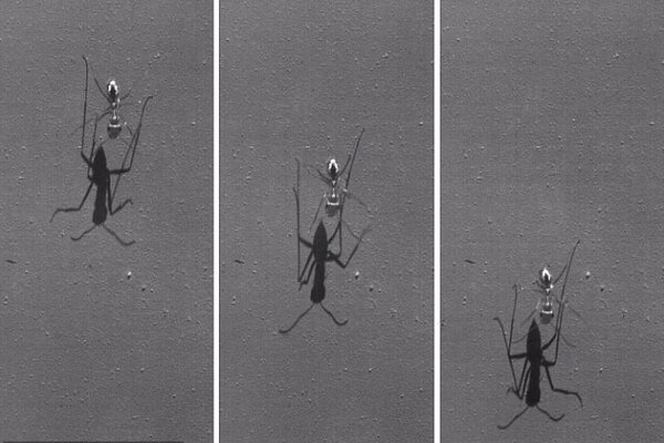 مورچه‌ای که از سریع‌ترین دونده جهان هم تندتر می‌دود