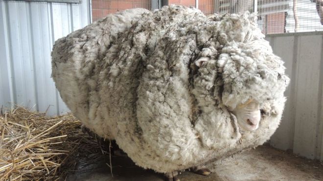 پشمالوترین گوسفند جهان از بین رفت +عکس