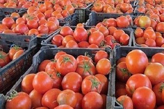 بارش باران گوجه فرنگی را گران کرد! +جزئیات