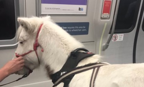 مسافری که با اسب سوار مترو شد! +عکس