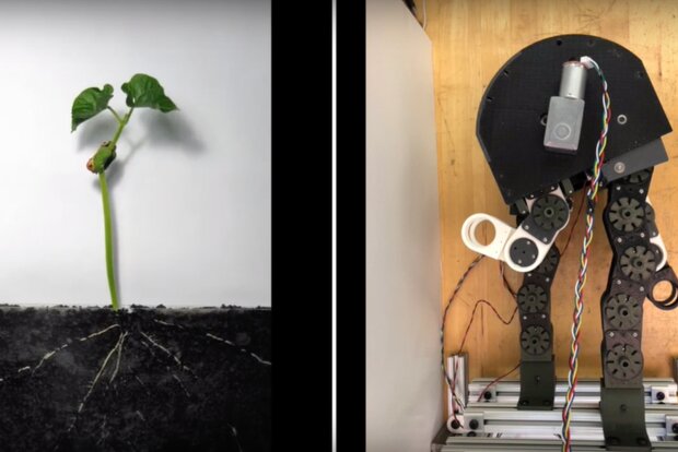 رباتی که مانند یک گیاه رشد می‌کند