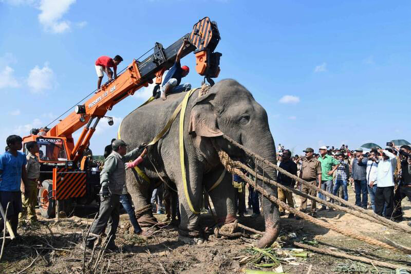  انتقال فیل وحشی در هند +عکس