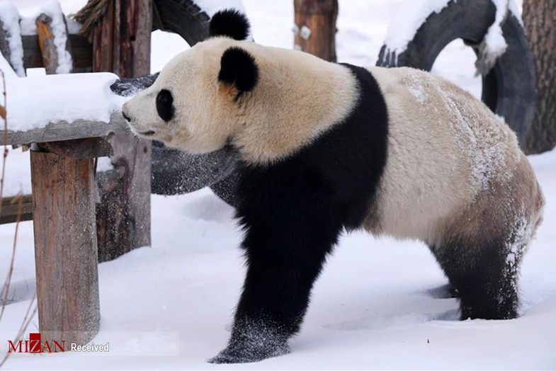 ذوق زدگی خرس پاندا از دیدن برف +عکس