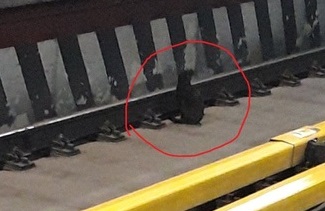 نجات گربه بازیگوش در مترو تهران +عکس