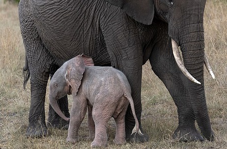 تولد فیل صورتی در پارک ملی +عکس