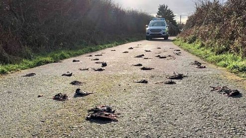 مرگ مشکوک صدها پرنده در جاده +عکس