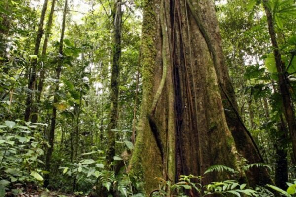 کشف بلندترین درخت جنگل‌های آمازون 