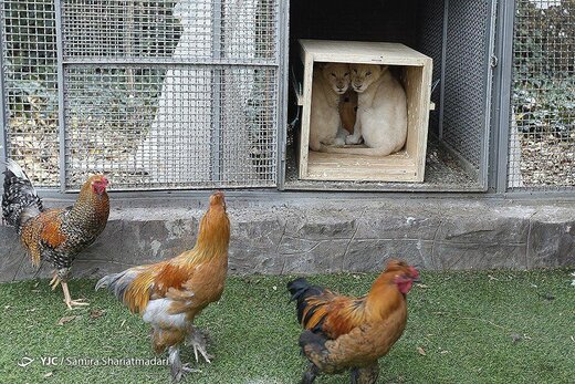 نگهداری شیرهای آفریقایی در قفس مرغ و خروس +عکس