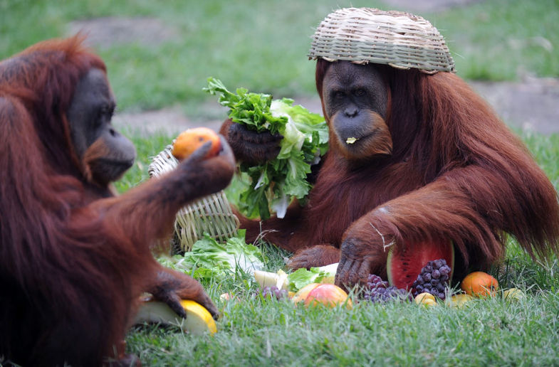 میمون‌های خطرناک باغ‌وحش +عکس