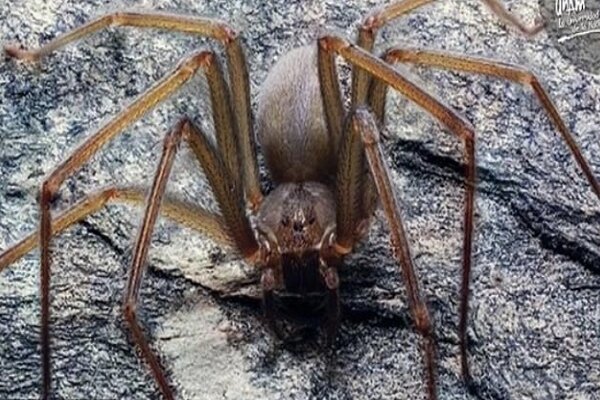 گزش این عنکبوت گوشت بدن انسان را فاسد می‌کند +عکس