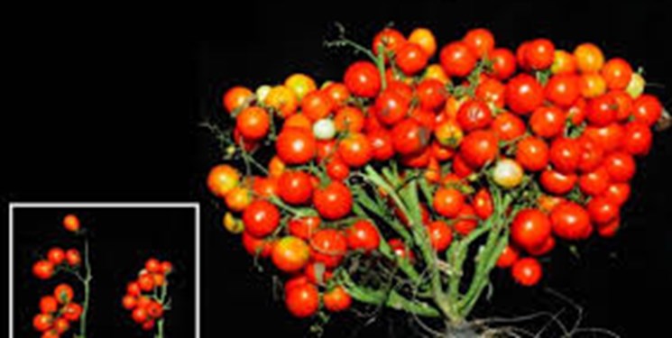 اولین گوجه‌ فرنگی شبیه انگور تولید شد+عکس