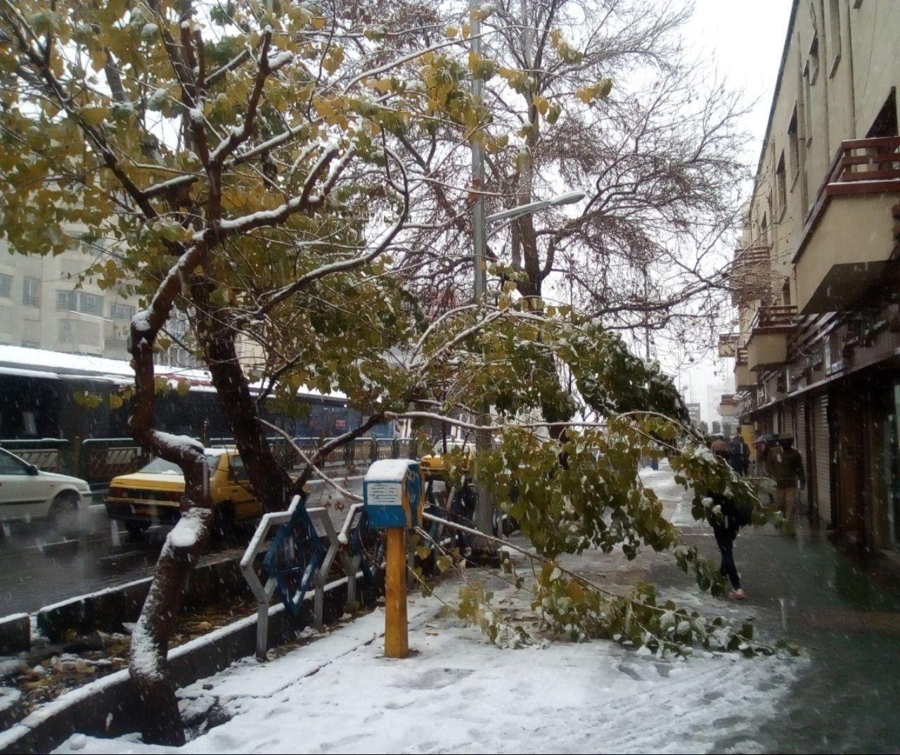 شکستن شاخه درخت در خیابان ولیعصر+عکس