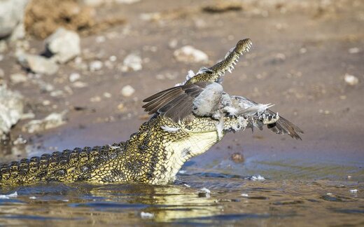 لحظه شکار کبوتر توسط تمساح گرسنه +عکس