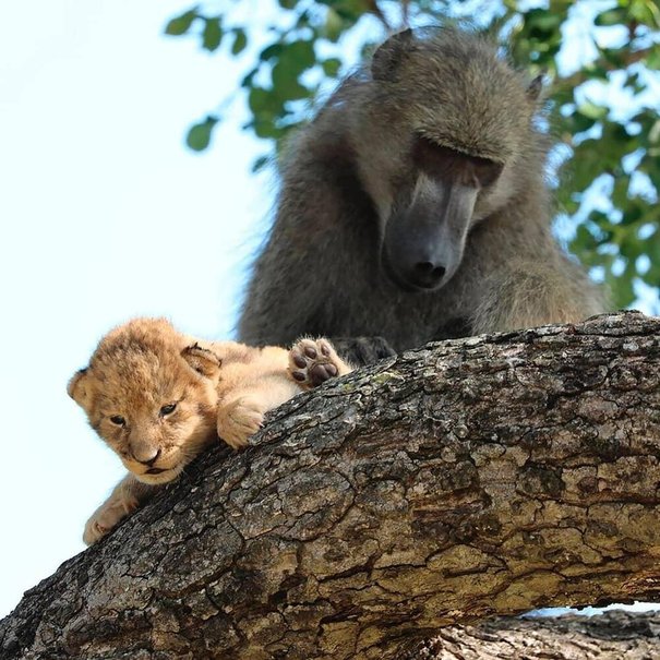 این میمون برای توله شیر مادری می‌کند +عکس
