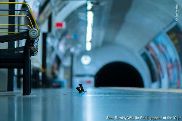 تصویر خاص از جنگ دو موش در مترو +عکس