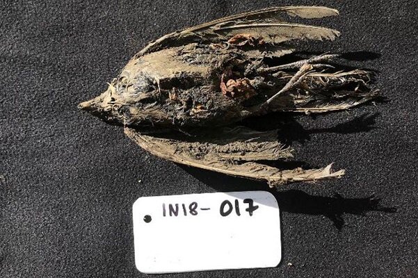 فسیل پرنده کشف شده در سیبری ۴۶ هزار ساله است