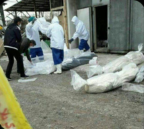 پیکر فوت‌ شدگان گیلانی کرونا در باغ رضوان+عکس