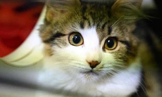 نتایج تحقیقات درباره ابتلای گربه‌ها به کرونا