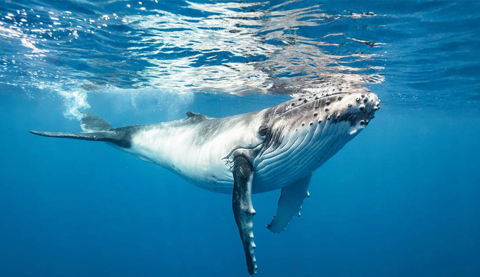 قلب غول‌پیکر نهنگ که از انسان بزرگتر است+عکس