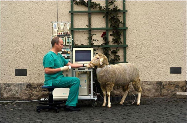 خواب گوسفندی در عکس روز نشنال جئوگرافیک +عکس
