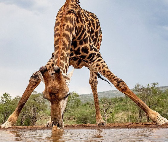 حیوانی که با دشواری آب می‌خورد+عکس