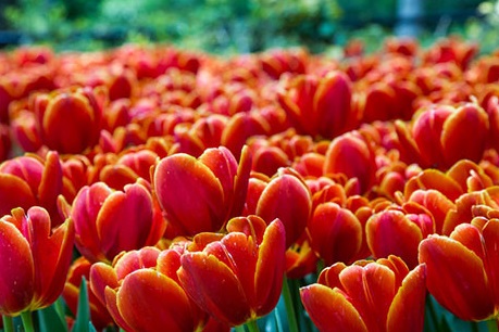 لاله‌های زیبای باغ ایرانی+عکس