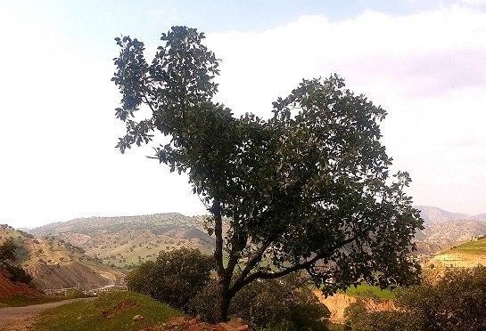 درختی جالب شبیه نقشه ایران +عکس 