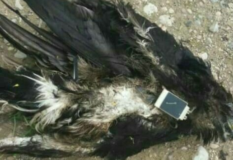 مرگ عجیب عقاب روسی در خوزستان+عکس 