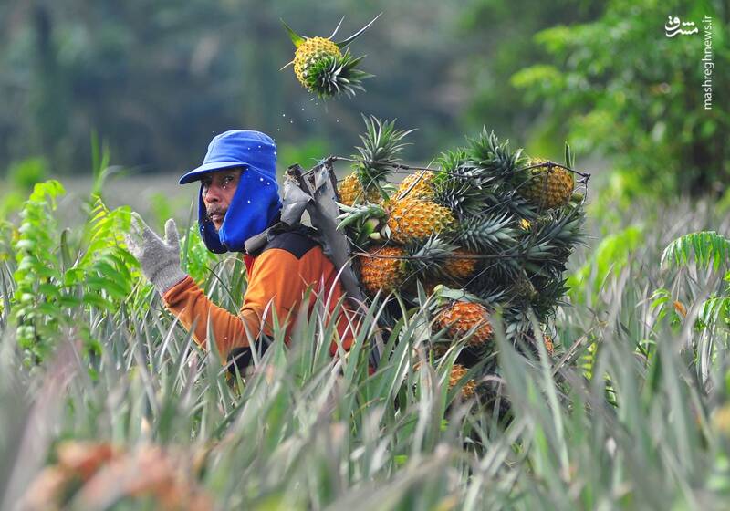 برداشت آناناس در مزارع این طوری است +عکس