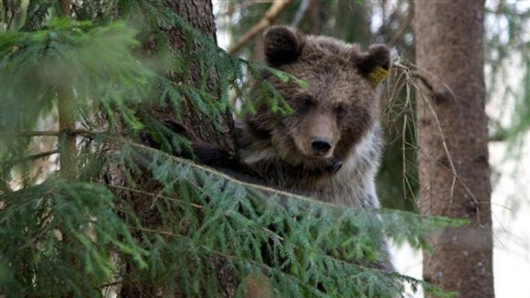 مشاهده خرس قهوه‌ای در پارک ملی پس از ۱۵۰ سال +عکس