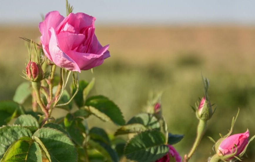 برداشت گل محمدی در استان مرکزی+عکس