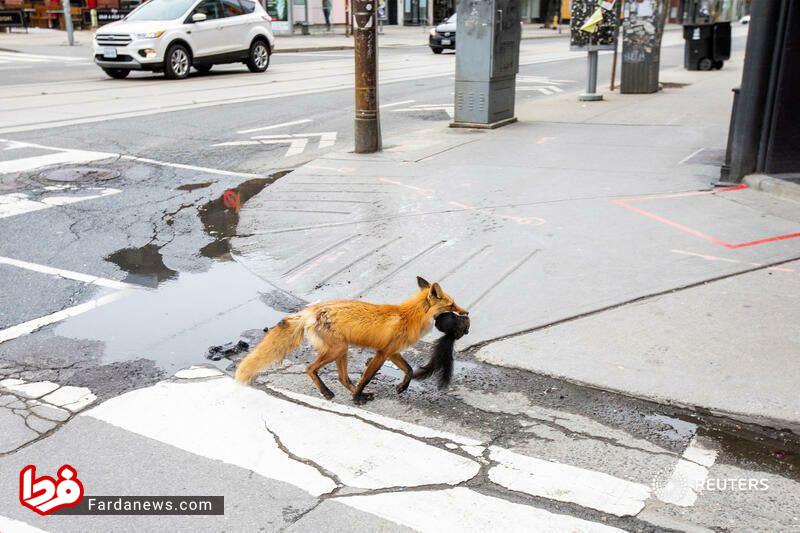 شکار سنجاب در خیابان‌های کانادا +عکس 